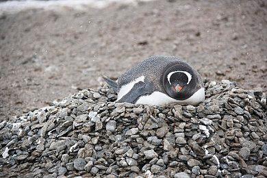 《雨中冒险2》虚空DLC页面上线 开发者更新#23